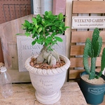 現品ラスト♡【がじゅまる】オシャレ陶器鉢！人気でかっこいい観葉植物♪素敵な植物インテリアに♪風水にも人気のガジュマル