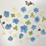 押し花＊紫陽花　他