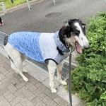 大型犬服 RXL　完成品　クール素材のタンクトップ