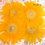 ♡new♡作家様必見♡ 人気のガーベラがいっぱい♡ 押し花セット