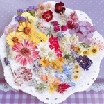 可愛い過ぎ✨ドライフラワー 🌸花材 詰め合わせ限定セット❣️初夏の小花 画像のお花をお入れしています／カラフルMIX／キャンドル ハーバリウム、レジン アクセサリーなどに