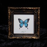 Papilio ulysses(ミニ絵画)