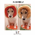 24日朝9時再販★すいか🍉顔ハメ