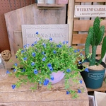 現品SALE♡【スーパートレニア カタリーナブルーリバー寄せ植え】優しい色合い！素敵お花ガーデニング