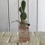 ガラスのサボテンチャーム付き☆うさ耳サボテン水耕栽培セットH