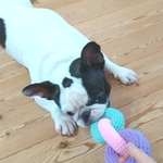 ハピハピの輪っかの忘れ物〜ニットトイ～犬のおもちゃ〜