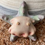 深海の流れ星★メンダコちゃんブローチ4★