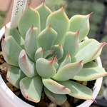 人気レア品種！★リンゼアナ×そわそわ 多肉植物 自家栽培 国産