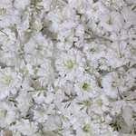 ドライフラワー 花材 かすみ草 ホワイト 100粒
