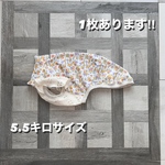 イタグレの服　イタグレ服
