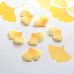 新作★イチョウ　紅葉　樹脂パーツ　イエローグラデーション