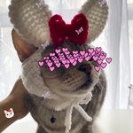 お月見.十五夜.うさぎ.9月.ニット帽.猫.被り物.コスプレ.毛糸
