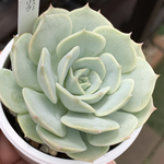 人気品種！★リラ 多肉植物 自家栽培 国産