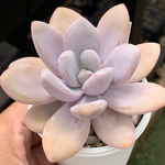 超レア品種！★国産丸葉ピンクシフォン 多肉植物 自家栽培