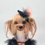 犬アクセサリー★ハロウィンカクテルハット★