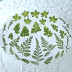 押し葉素材207　グリーンのセット　花材　押し葉