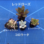 多肉植物 韓国苗 セット