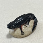 アカハライモリの置物