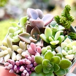 人気品種盛り沢山♡⃛今の時期だけ!!この値段!!＊気まぐれ寄せ植え＊多肉植物＊このまま発送