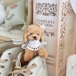 茶わんこ🐕紙箱付き