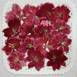 NO.867N 限定3個❣️アップルレッドの千鳥草／押し花素材