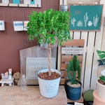 お得♡現品【フィカスナナ】コロンと可愛い観葉植物！白系ブリキ鉢♪ステキなナチュラルグリーン♡