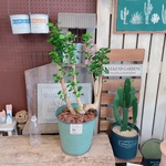 お得！現品♡【ポリシャス】アースグリーン系ブリキ鉢！オシャレな観葉植物♪