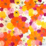 ♡new♡作家様必見♡押し花MIXセット♡押し花セット