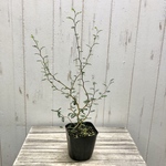 葉っぱが可愛い植物  ミクロフィラ  ソフォラ リトルベイビー