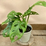 観葉植物　マドカズラ