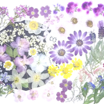 【ワンコイン】押し花カラフルセット  花つづり