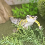 ヒョウモントカゲモドキあみぐるみ