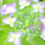 xxxHealing_Placeさま専用ページ