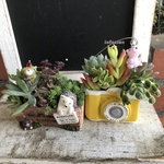 多肉植物寄せ植えおトク2個セット　F