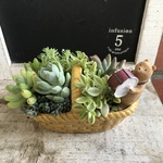 多肉植物寄せ植え(バスケットB)