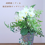 F様専用ページ ミディ胡蝶蘭＆観葉植物 ギャザリング アンティーク調陶器ポット とトウガラシのセット