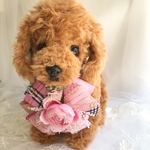 犬おリボンチョーカー《アイドルピンク》　　犬用猫用アクセサリー　写真撮影　トリミング　首飾り　ヘッドアクセ　ベビーヘッドドレス　うちの子