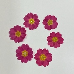micron様専用天然押し花素材