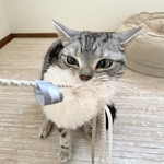 猫用「もふもふコード_ムートンナチュラルカラー_4色」　猫じゃらし　猫のおもちゃ　ムートンのおもちゃ　キャットトイ