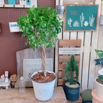 お得♡現品ラスト【フィカスナナ】コロンと可愛い観葉植物！白系ブリキ鉢♪ステキなナチュラルグリーン♡