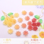 オリジナル変色パーツ★ひまわり　たんぽぽ　コスモス　お花のアセテートパーツ　イエローー→トマトレッド