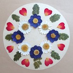 押し花セットP＜ノースポール＆組み立てのお花＆ミニバラのはなびら他＞