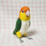 リアルサイズ♪ シロハラインコ 白腹鸚鵡 White-Bellied Caique 羊毛フェルト 