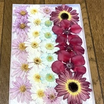 14   macoronが作った可愛いお花たちのドライフラワー‼️