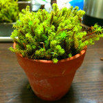 ふっかふか♪天然苔のコケ盆栽