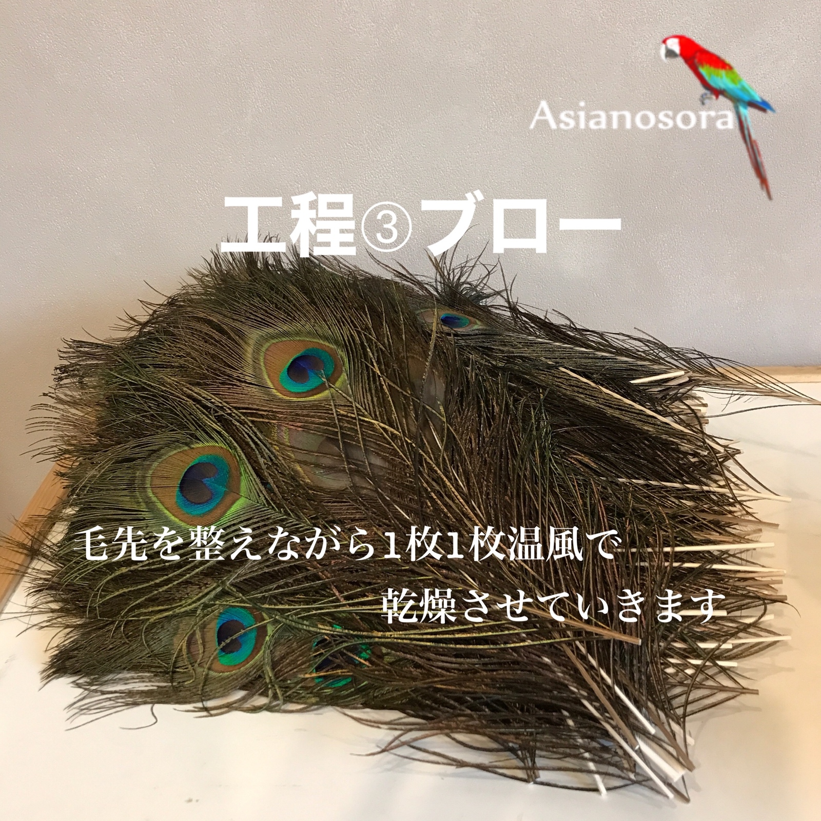 再販❤️【クジャク 10枚】 ❤️高品質 ❤️孔雀の羽根❤️ 目玉