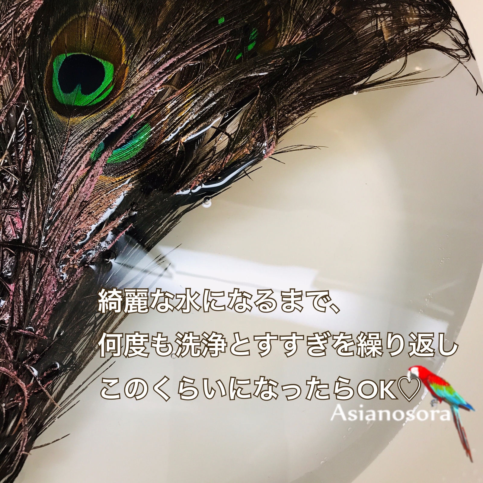 再販❤️【クジャク 10枚】 ❤️高品質 ❤️孔雀の羽根❤️ 目玉