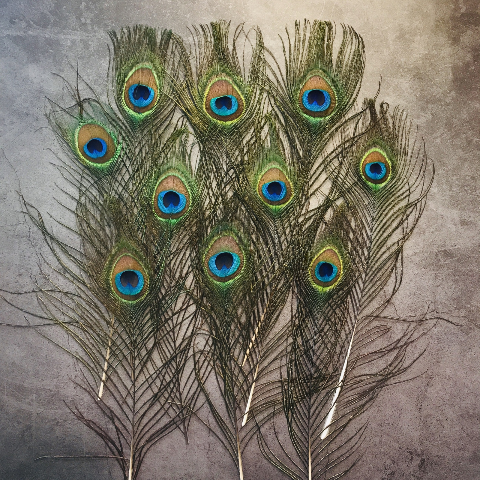 再販❤️【クジャク 10枚】 ❤️高品質 ❤️孔雀の羽根❤️ 目玉