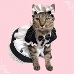 送料無料☆彡Mサイズパフスリーブが可愛いメイドワンピース〜猫のワンピース