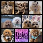 大人気♥️パールサングラス♡4カラー　わんちゃん♡ねこちゃん 新発売 daiancrown ペットアクセサリー